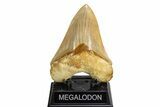 Serrated Fossil Megalodon Tooth From Indonesia - Top Quality #312831-1